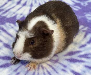 Rescue Guinea Pig Guinea Pigs for Adoption in Sauk Village, Illinois - Mason | PetCurious
